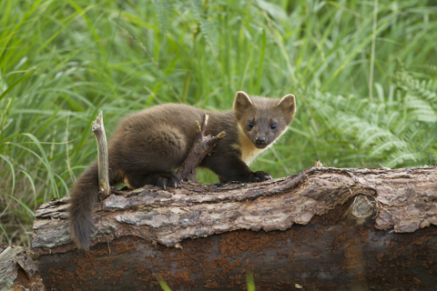 Bringing Back Pine Martens | Devon Wildlife Trust